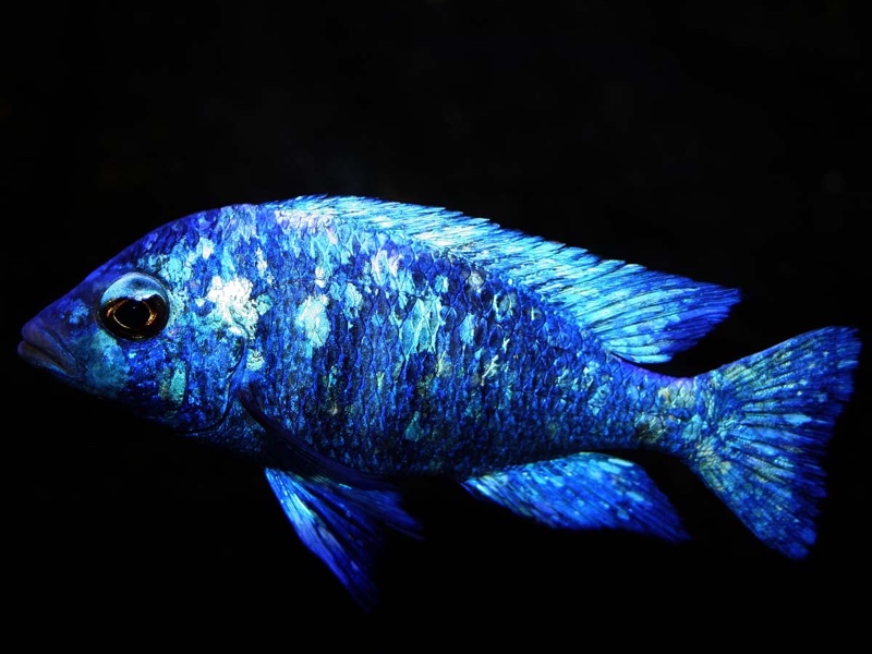 Placidochromis sp. 'phenochilus tanzania' Lupingu
